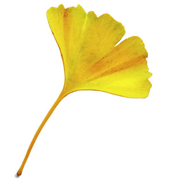 ginkgo