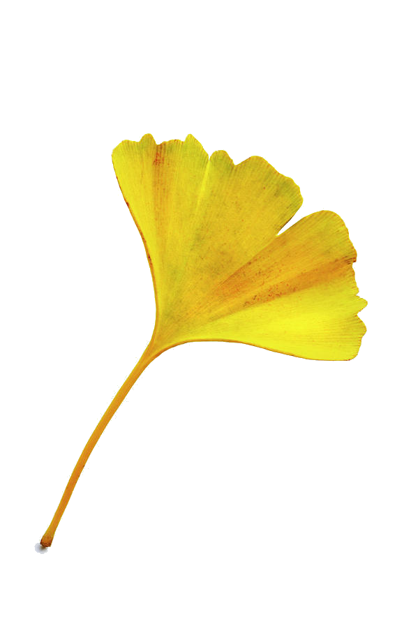 ginkgo